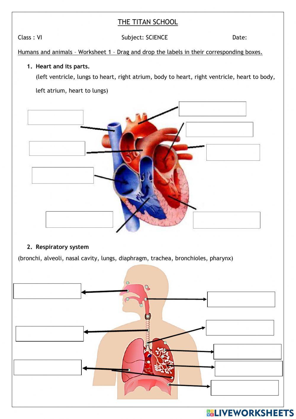 Human organs - label