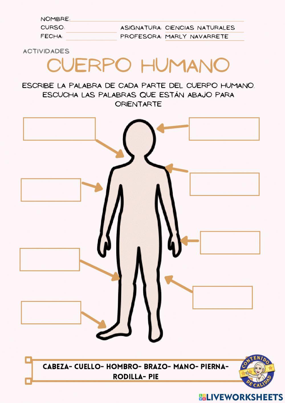 Cuerpo humano