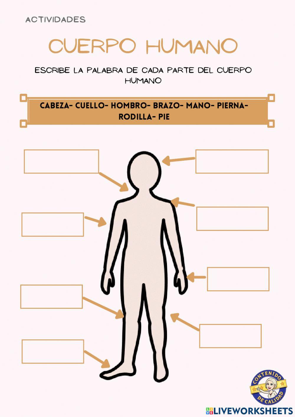 Versión simple- Cuerpo humano- actividades