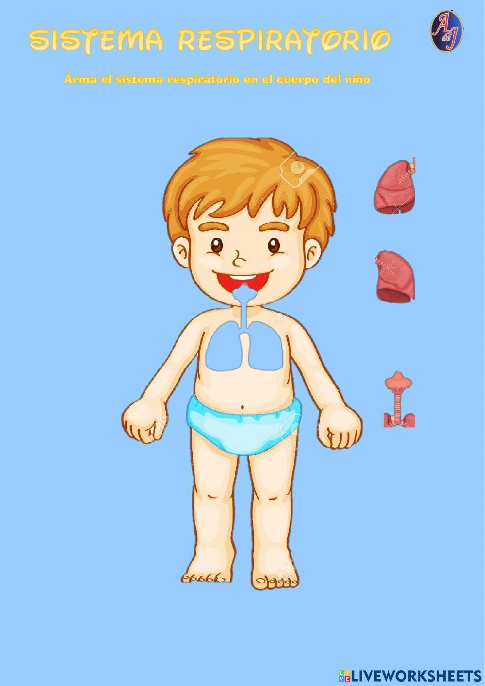 Sistema respiratorio