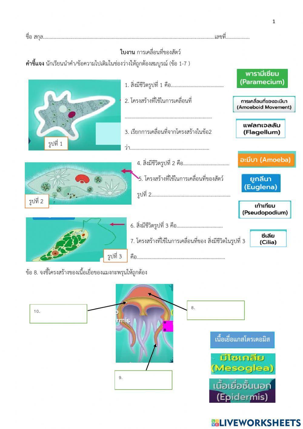 Animal locomotion worksheet | Live Worksheets