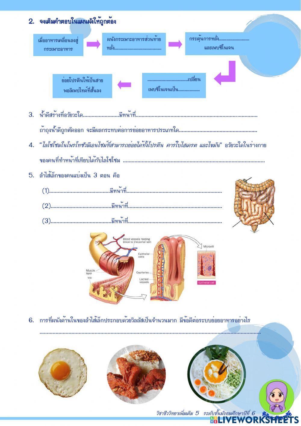 การย่อยอาหารของคน