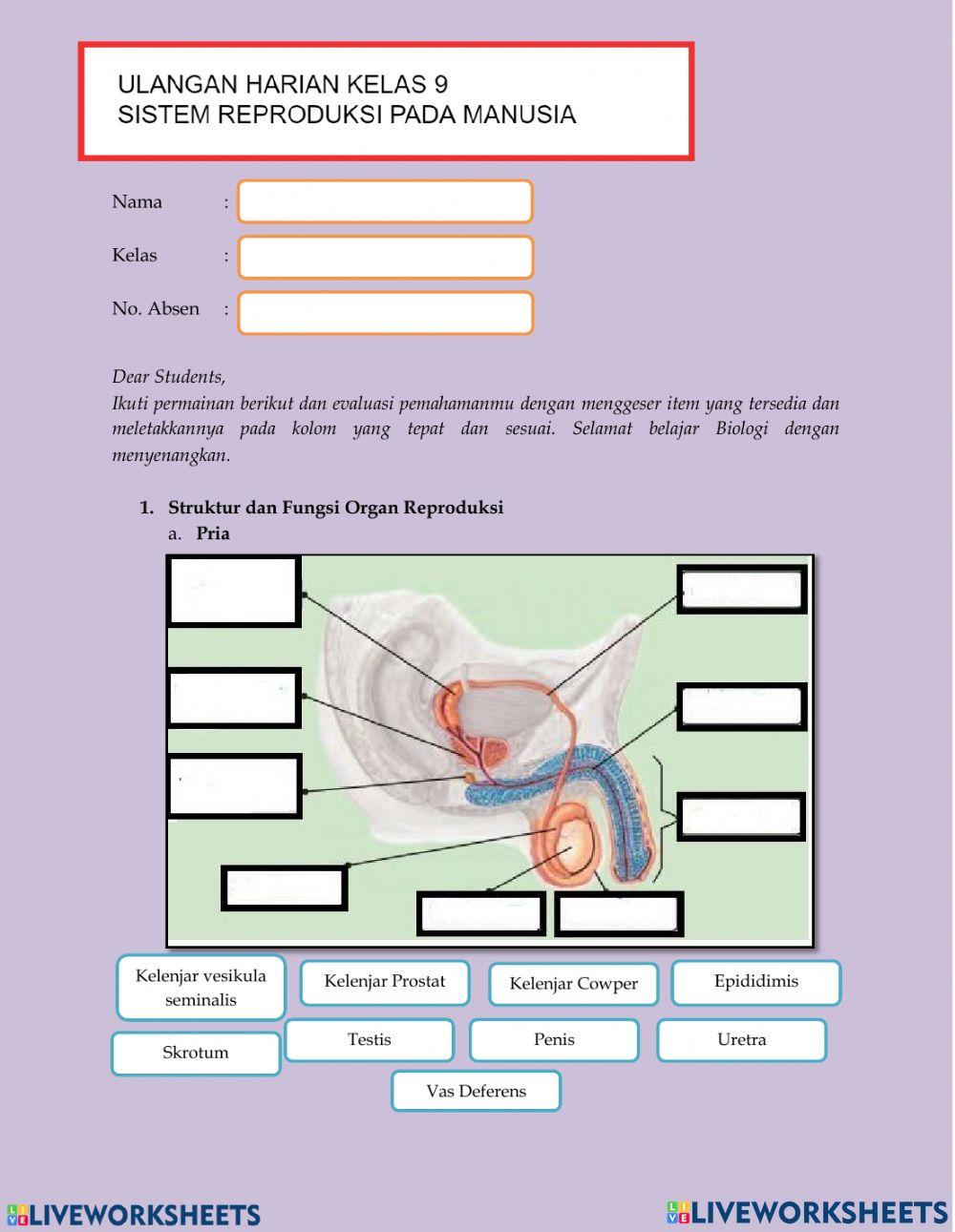 Sistem reproduksi pada manusia