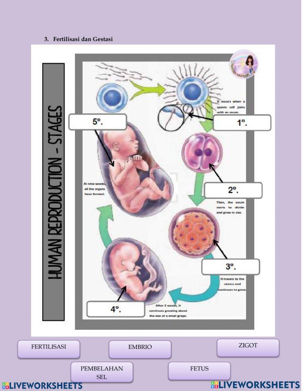 Sistem reproduksi pada manusia