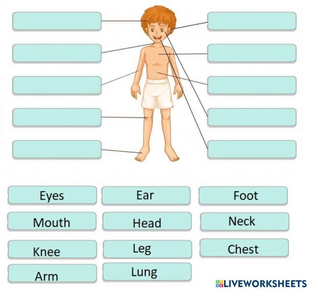 Body online exercise for 4 | Live Worksheets