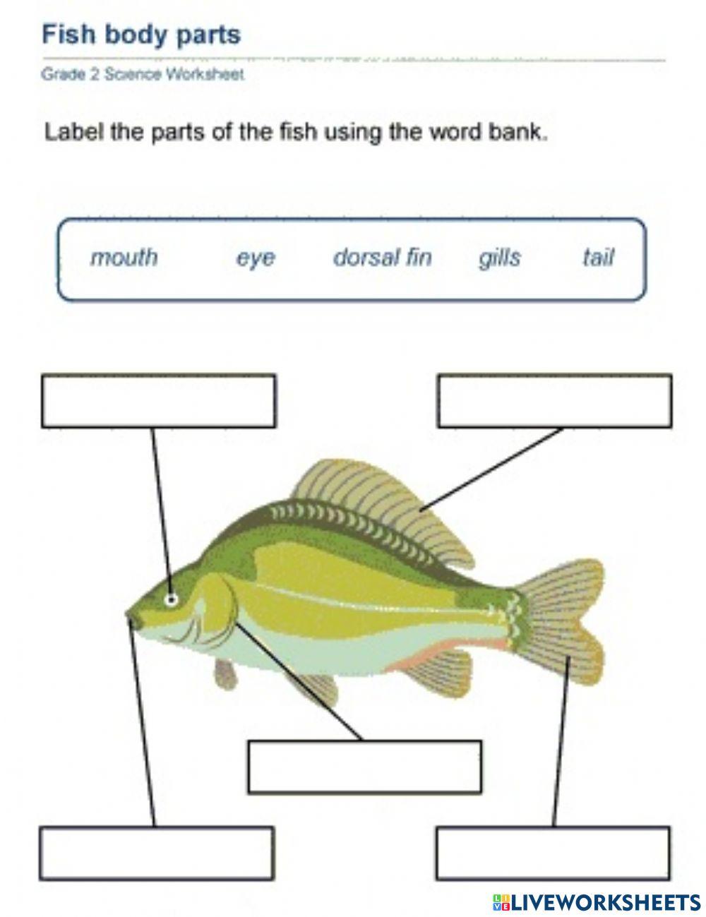 Fish Body Parts