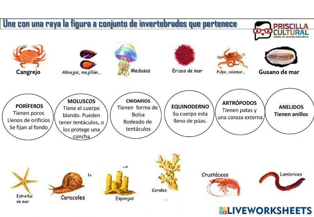 Repaso invertebrados