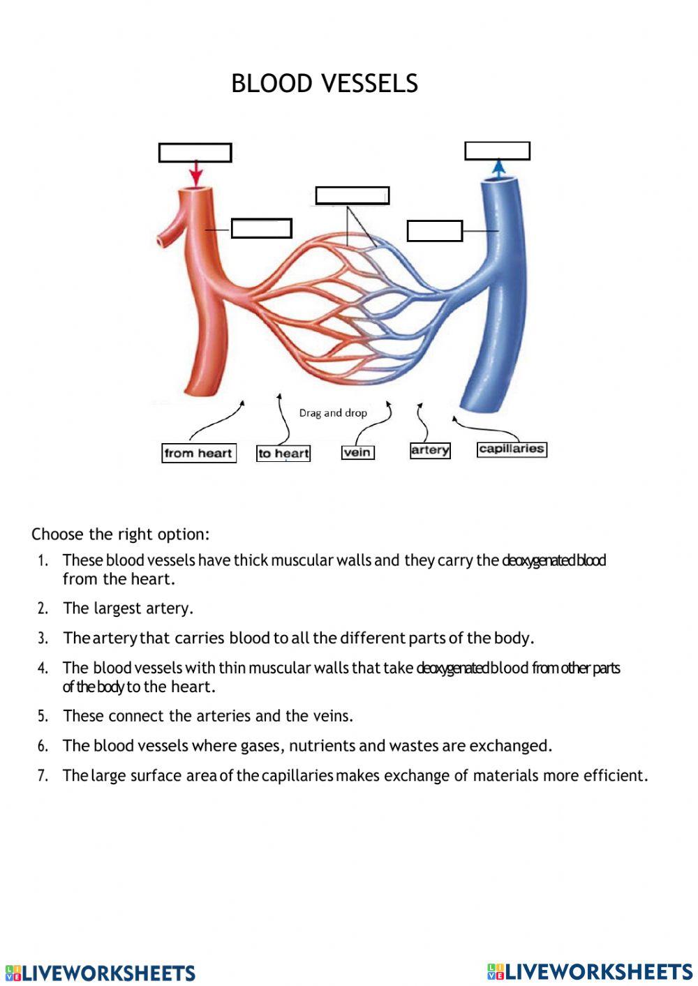 Blood vessels