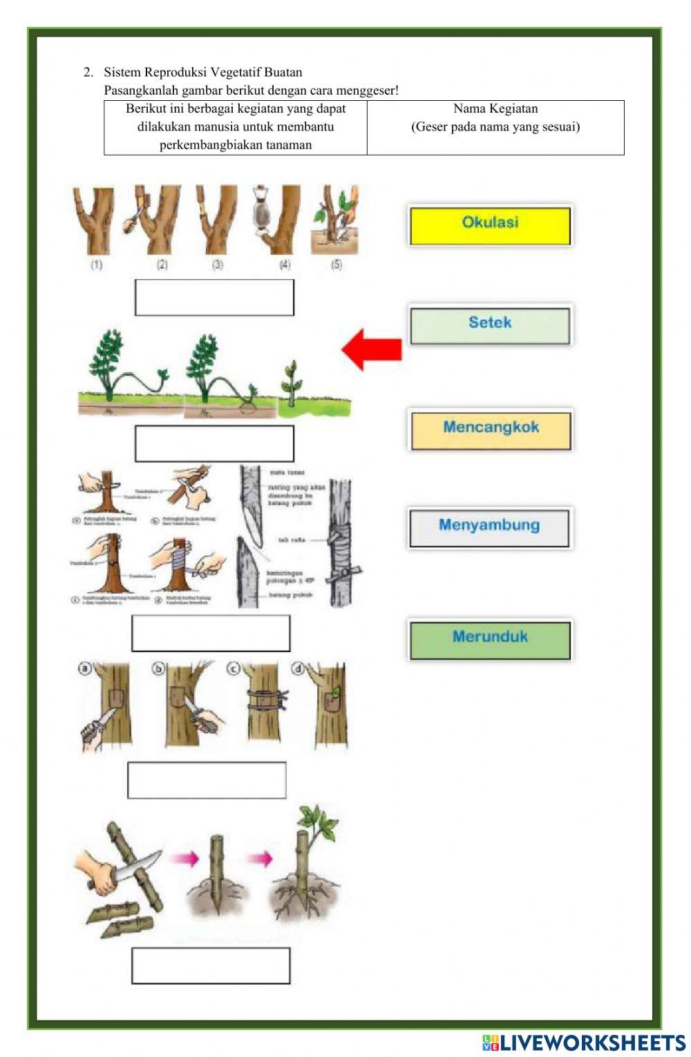 LKPD Sistem Perkembangbiakan Tumbuhan