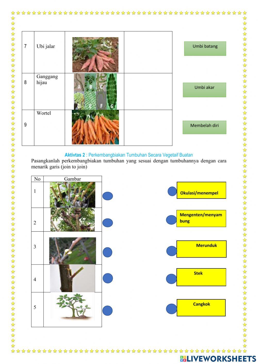 Perkembangbiakan tumbuhan