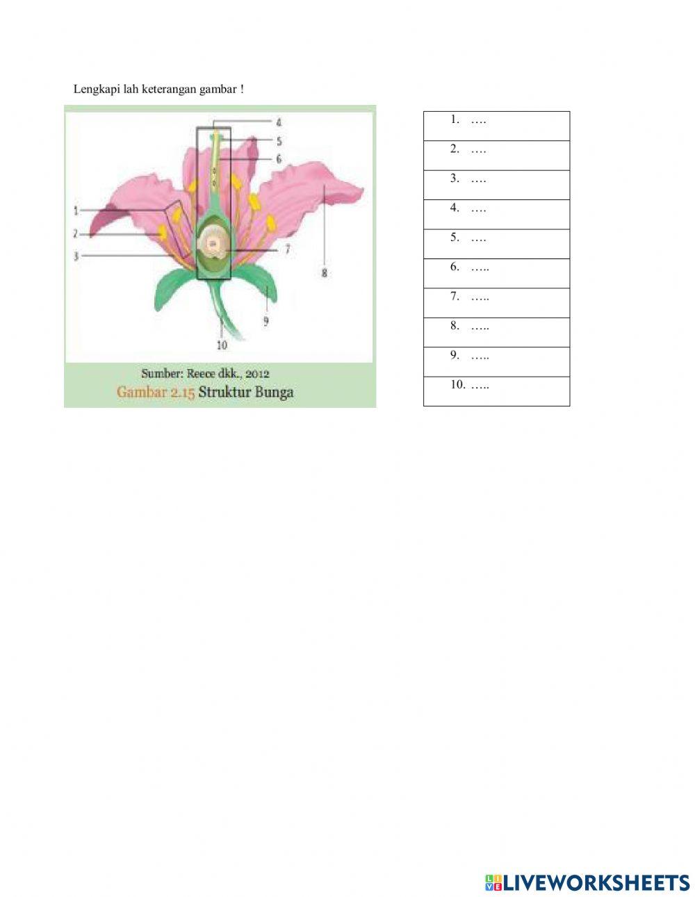 Organ Generatif pada Tumbuhan