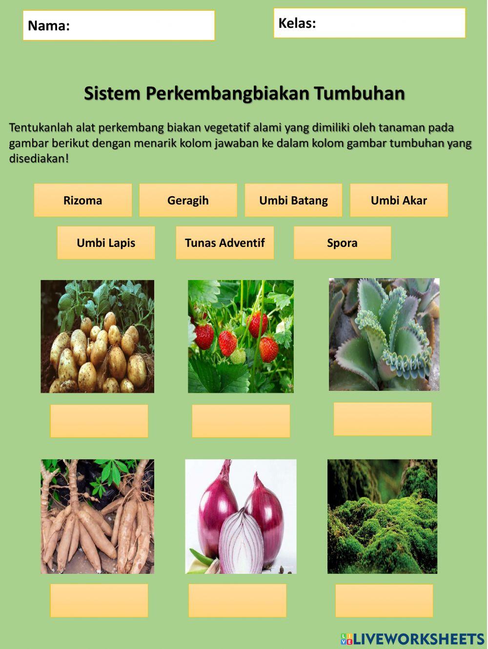 Sistem Perkembangbiakan hewan dan Tumbuhan