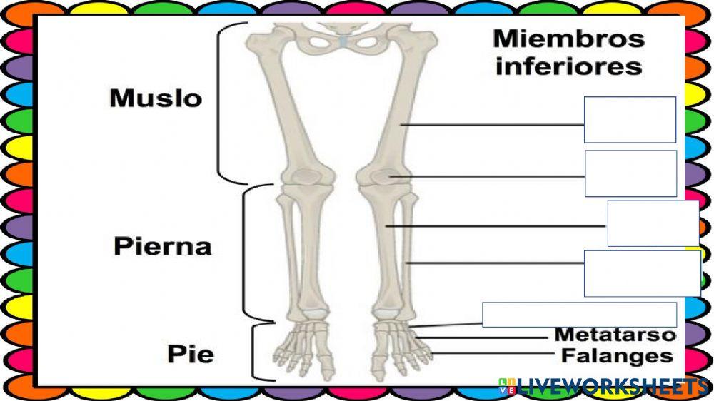 Huesos extremidades