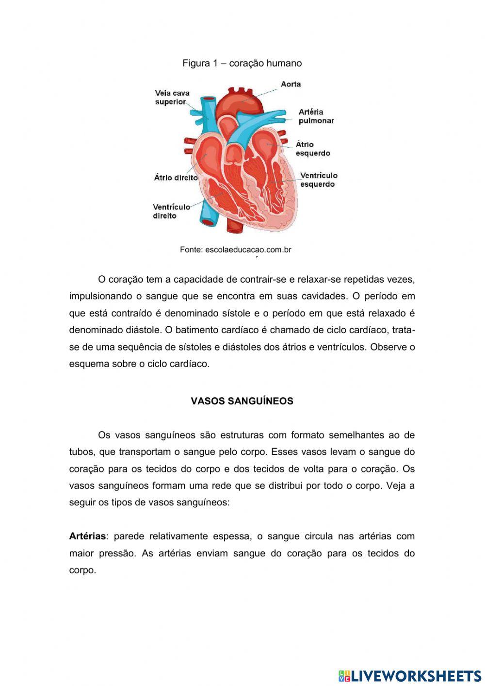 Sistema cardiovascular