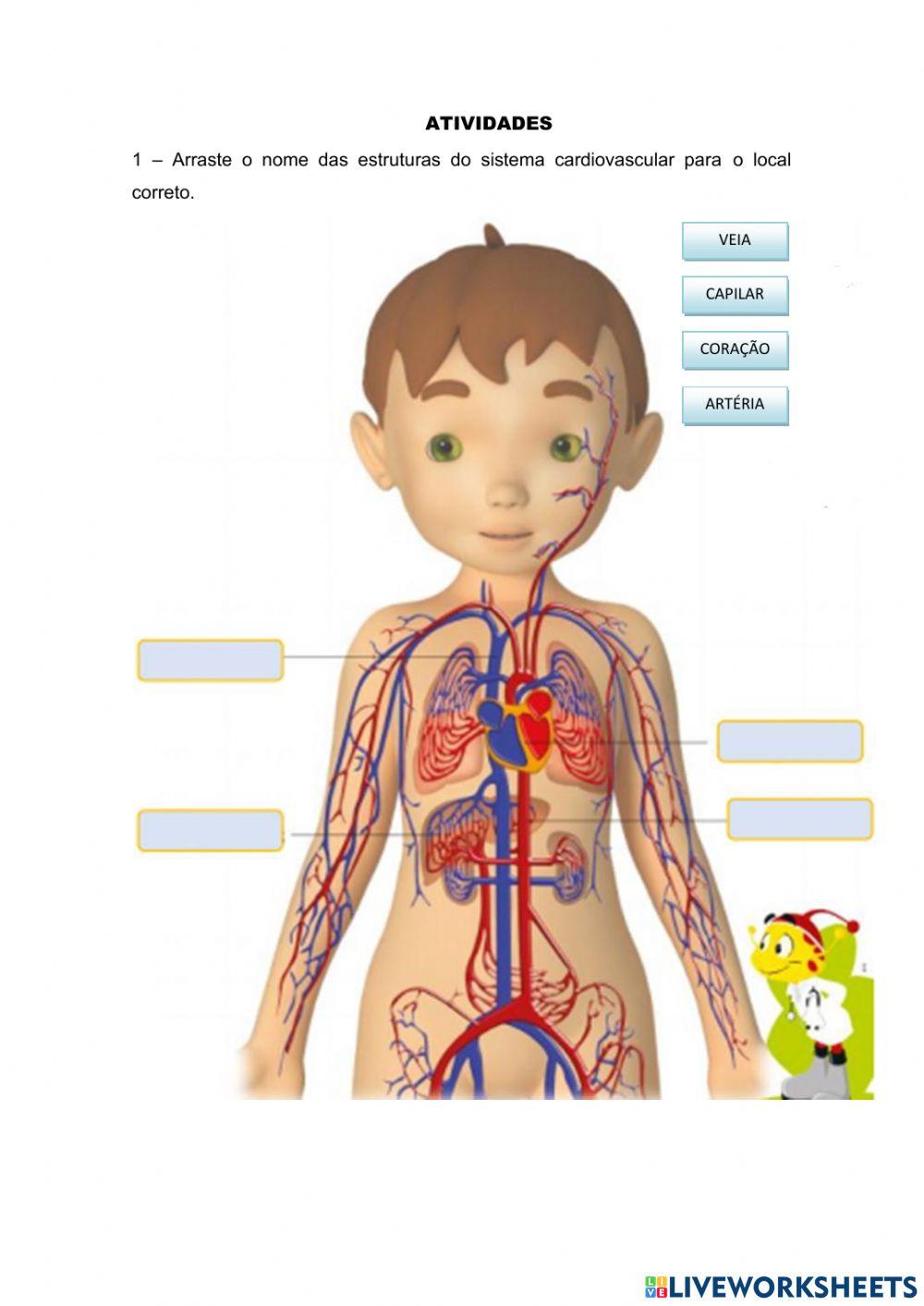 Sistema cardiovascular