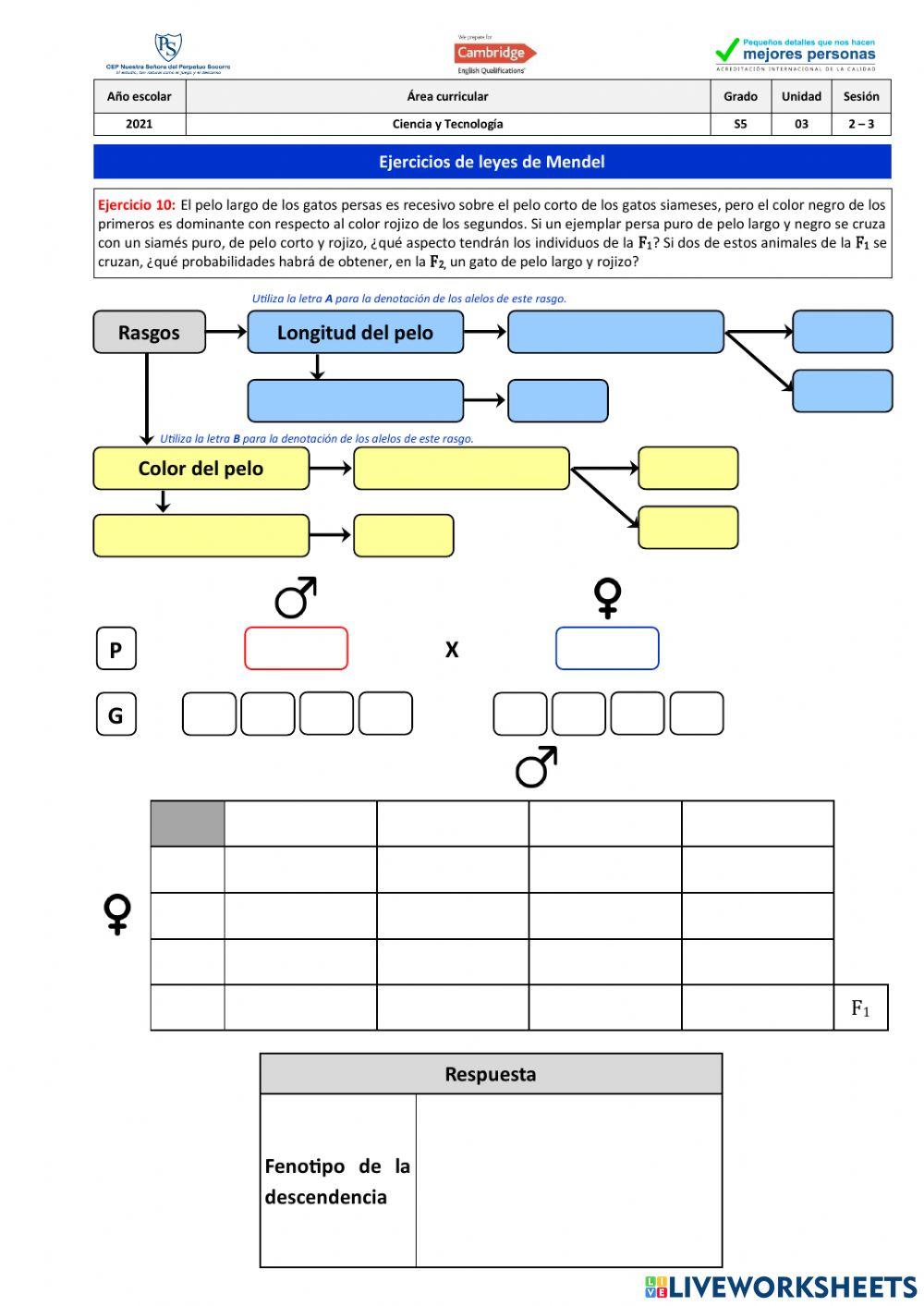 Ejercicio 10 - leyes de Mendel