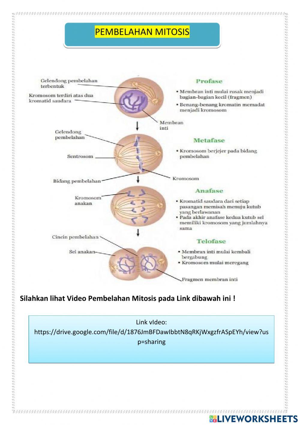 Sistem Reproduksi Manusia