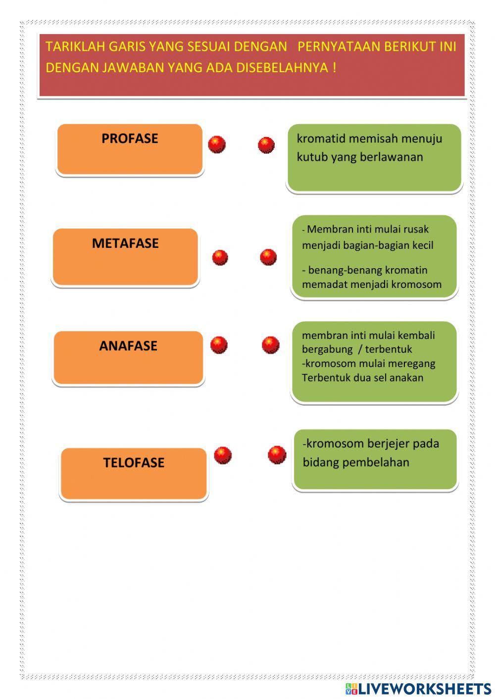 Sistem Reproduksi Manusia