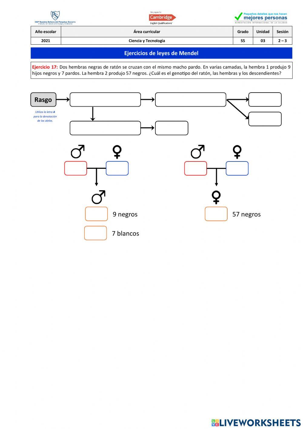 Ejercicio 17 - Leyes de Mendel