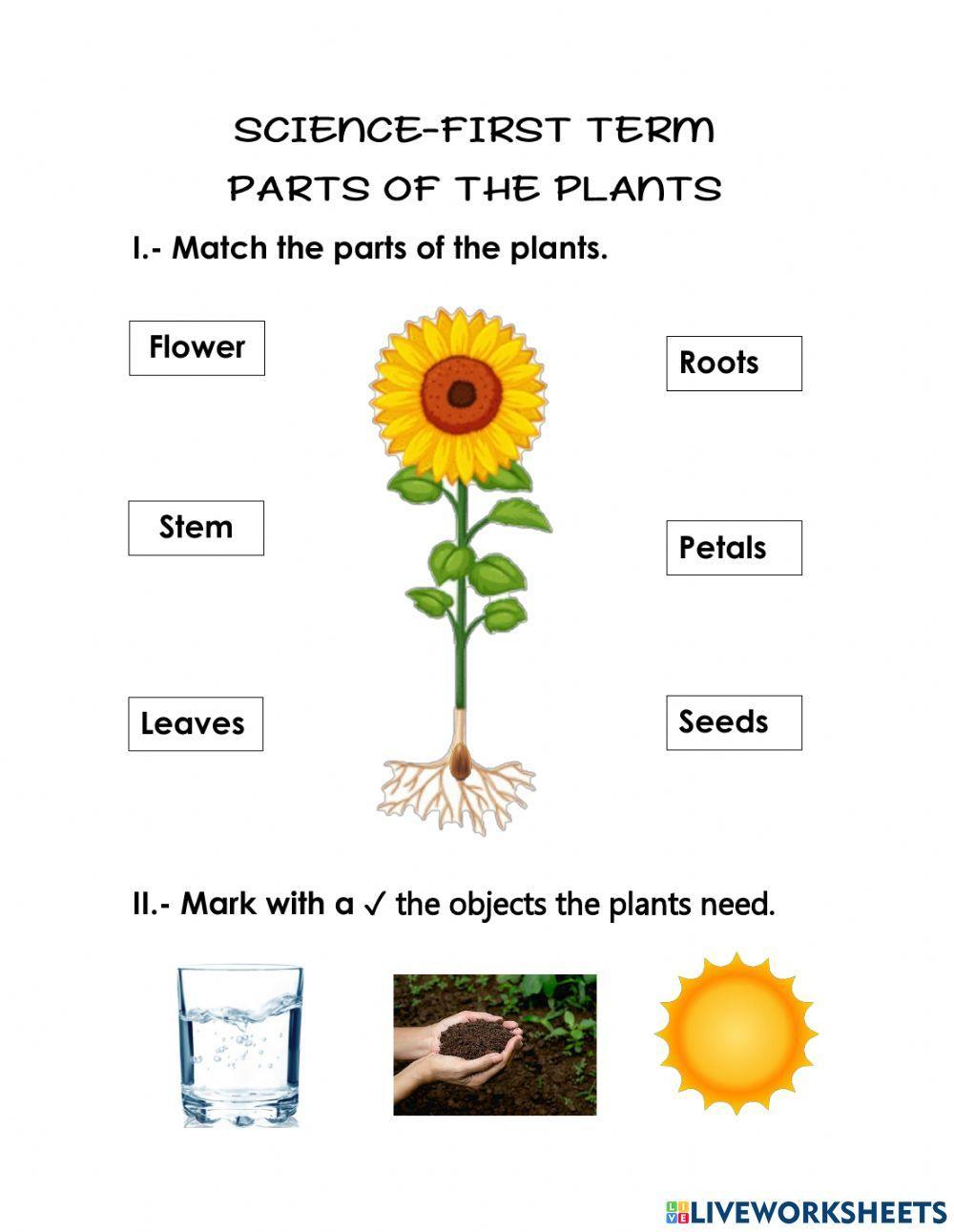 Science first term- parts of the plants