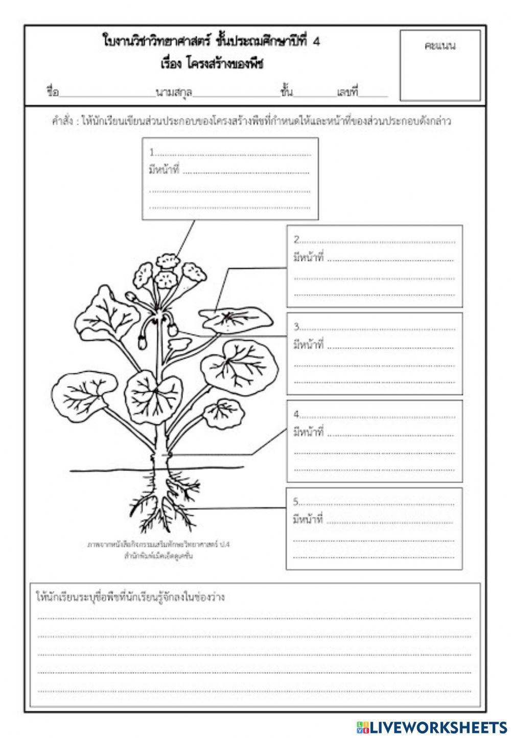 พืชและส่วนประอบของพืช