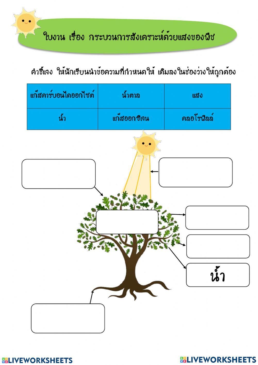 การสังเคราะห์แสงของพืช