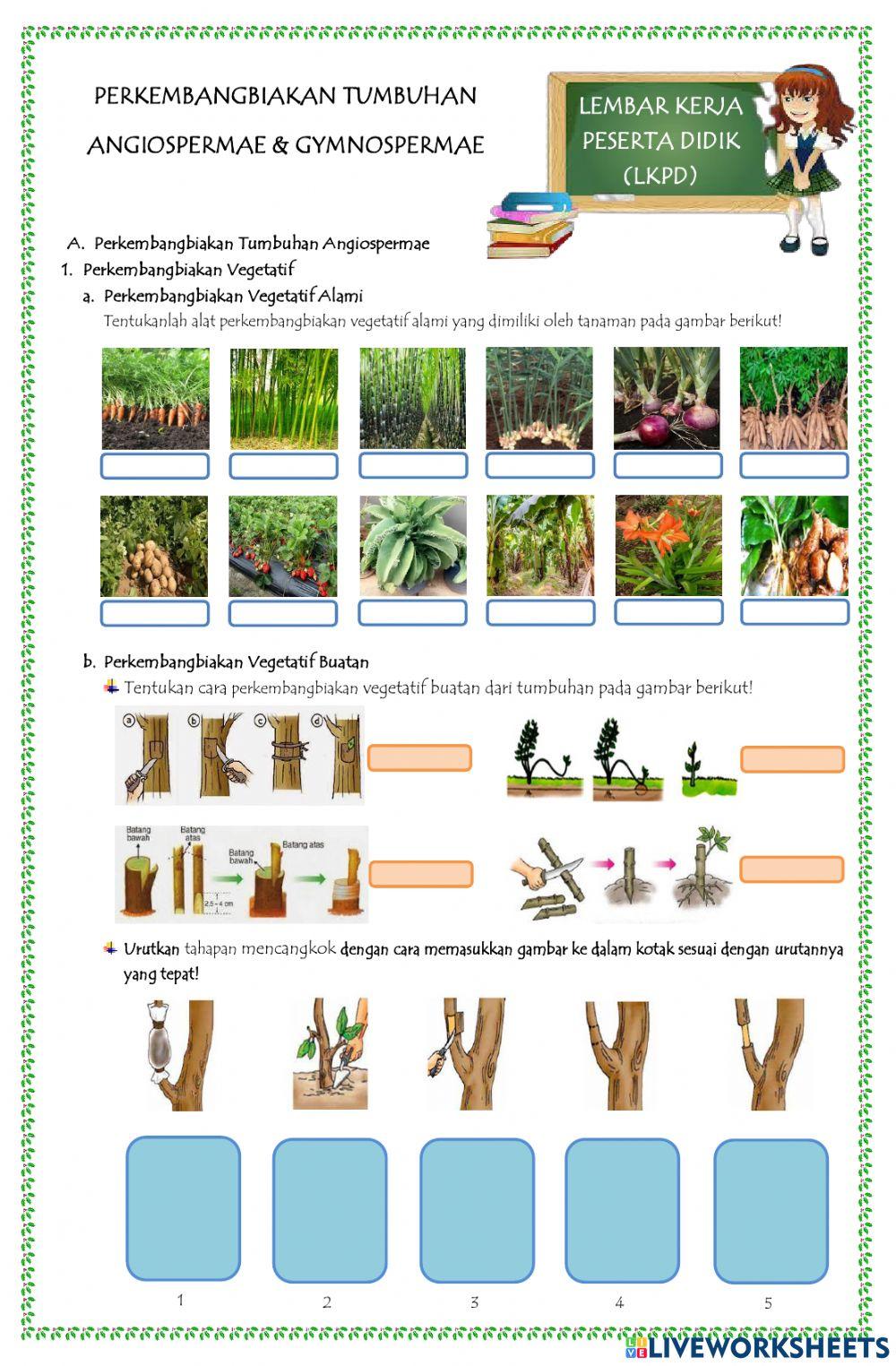 Lkpd perkembangbiakan angiospermae & gymnospermae Lkpd perkembangbiakan angiospermae & gymnospermae