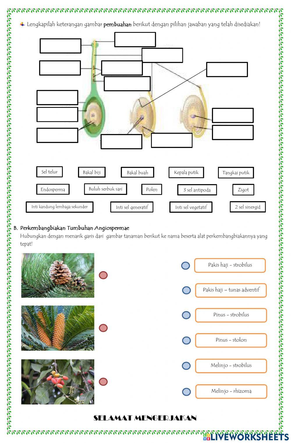 Lkpd perkembangbiakan angiospermae & gymnospermae