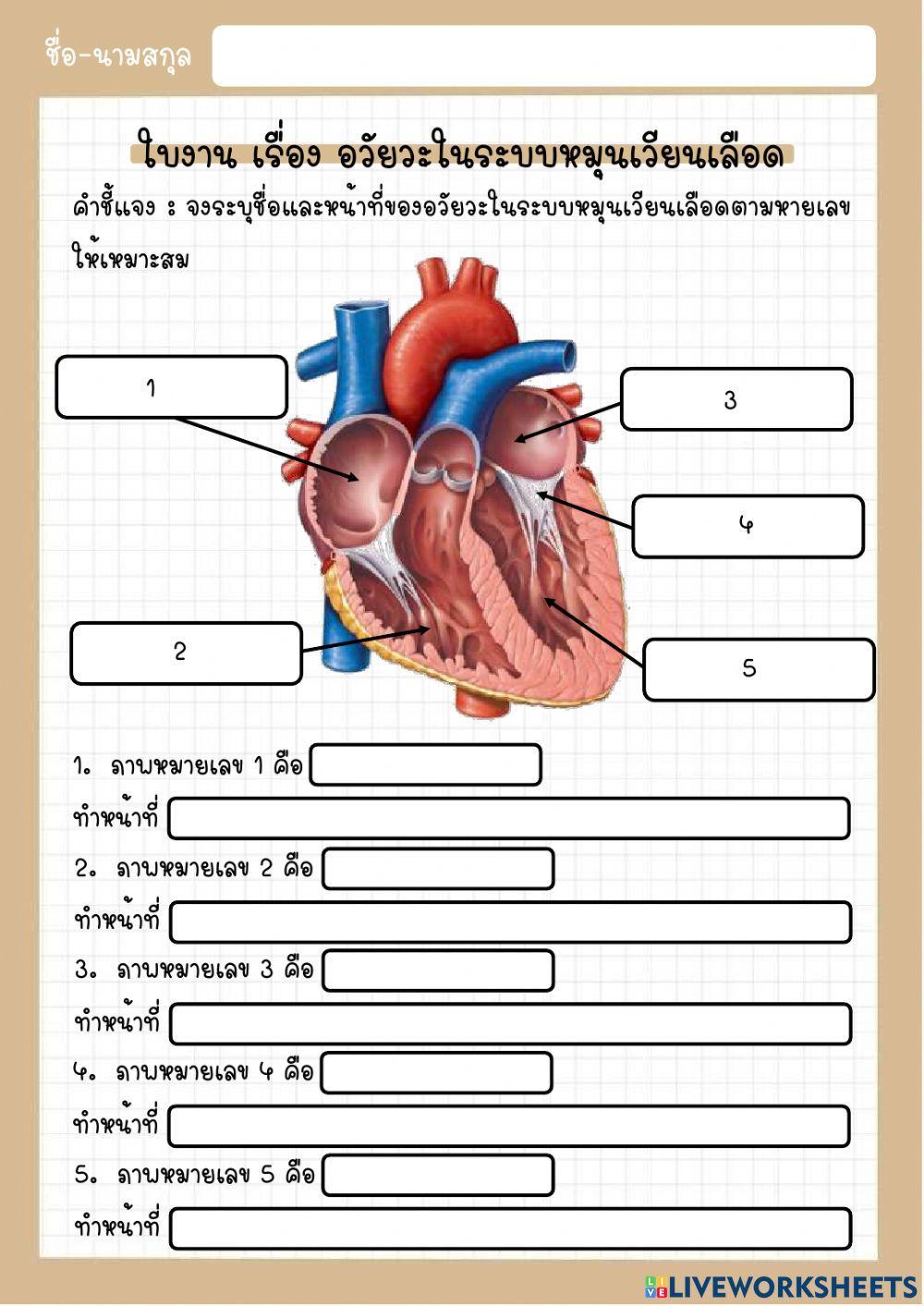 ใบงาน เรื่อง อวัยวะในระบบหมุนเวียนเลือด