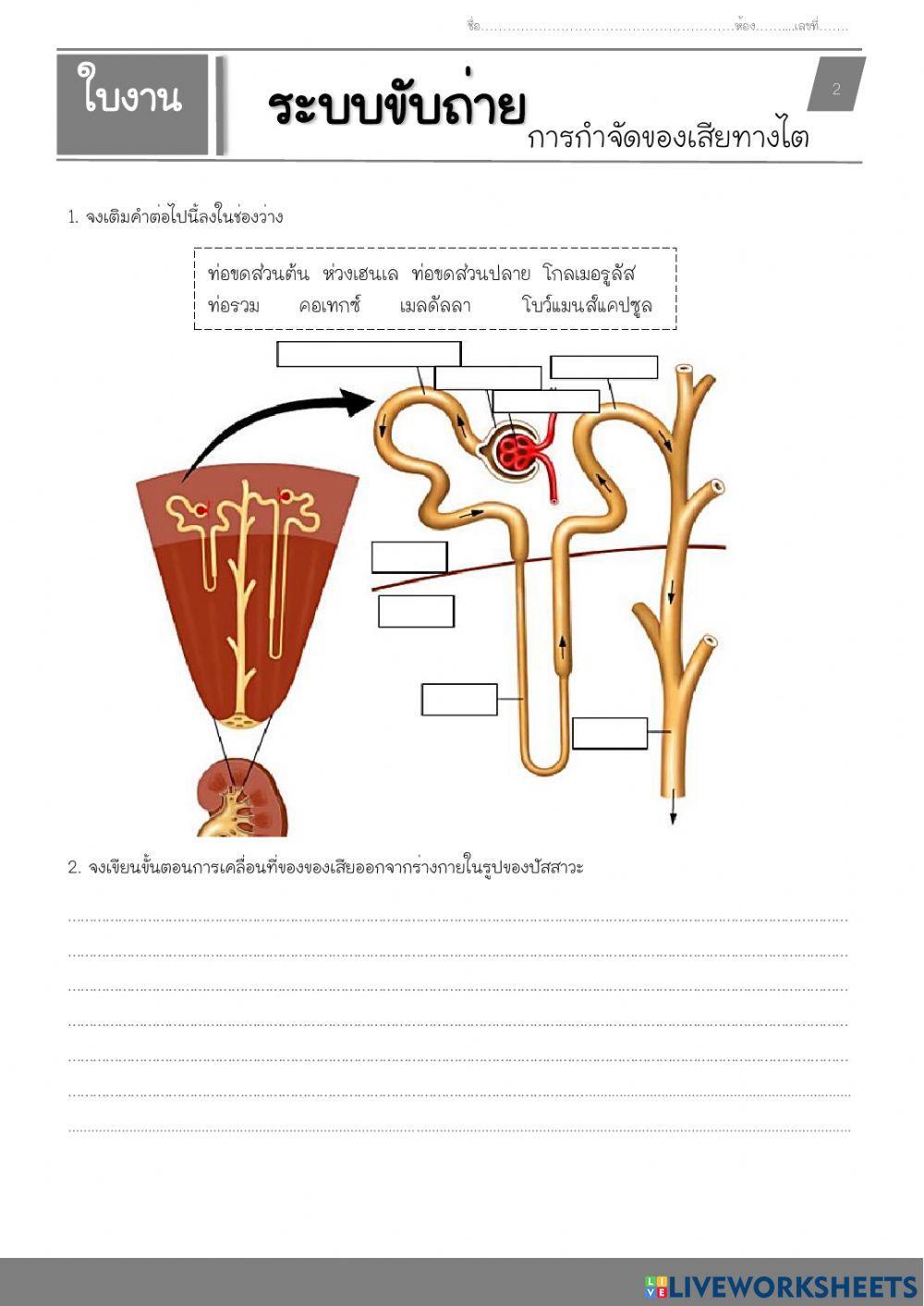 ระบบขับถ่าย