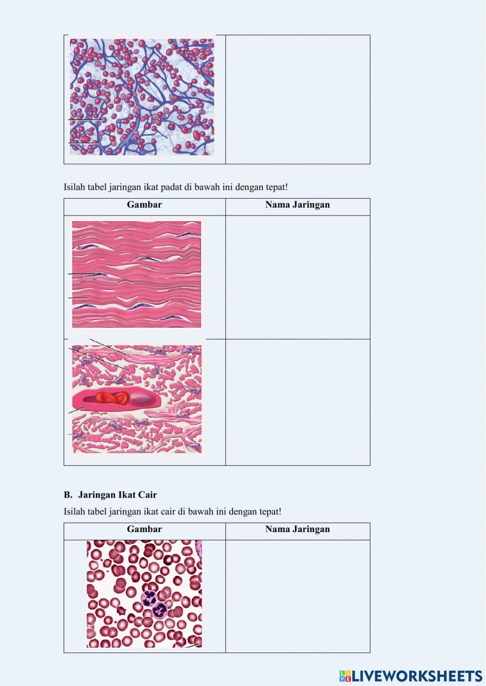 Tugas Daring 1 KD 3.4 Jaringan hewan