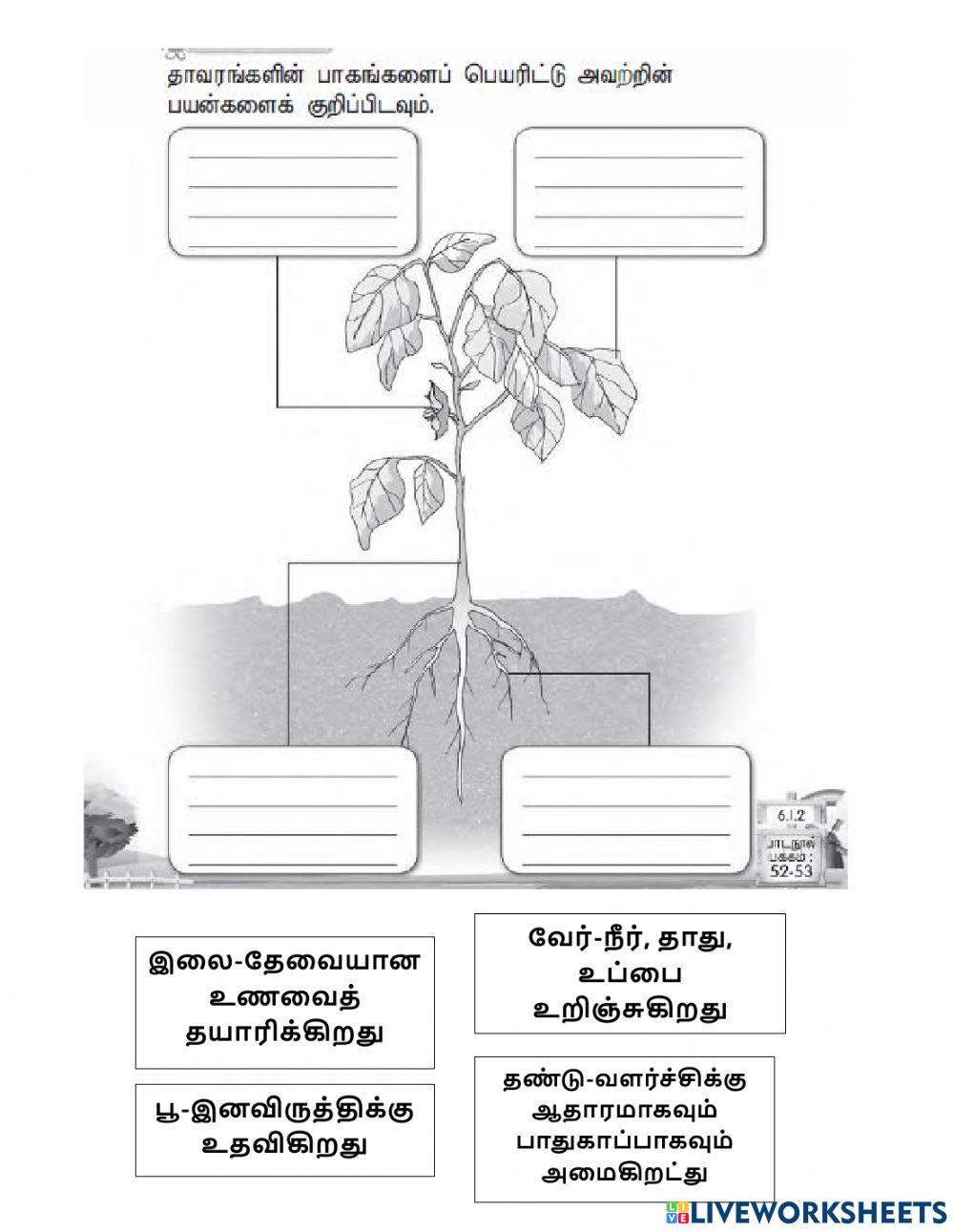 தாவரங்கள்-பக்கம் 34