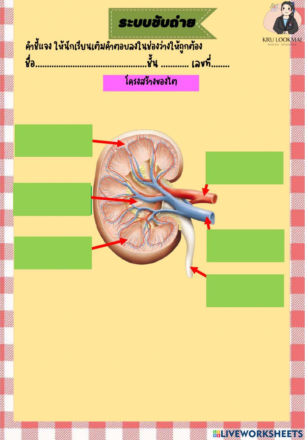 ระบบขับถ่าย