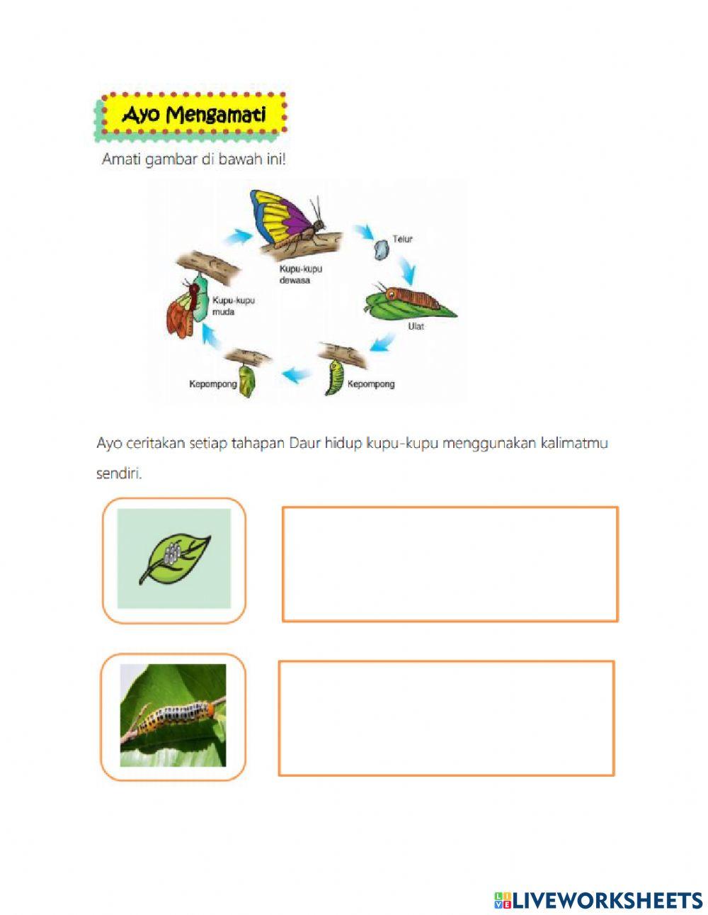 Pertumbuhan & Perkembangan Hewan