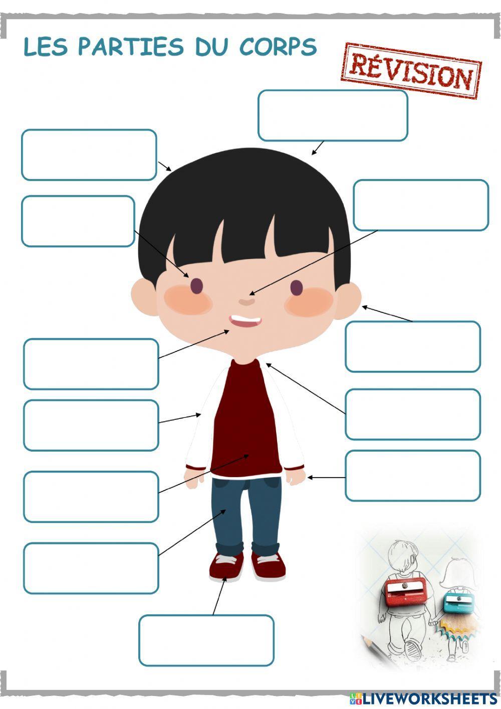 Les parties du corps