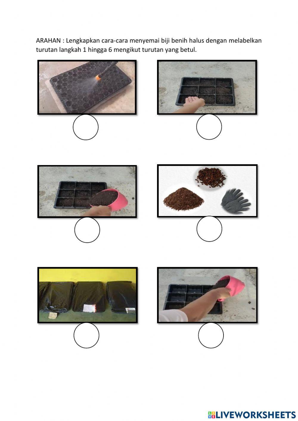 Langkah-langkah menyemai biji benih halus mengikut turutan