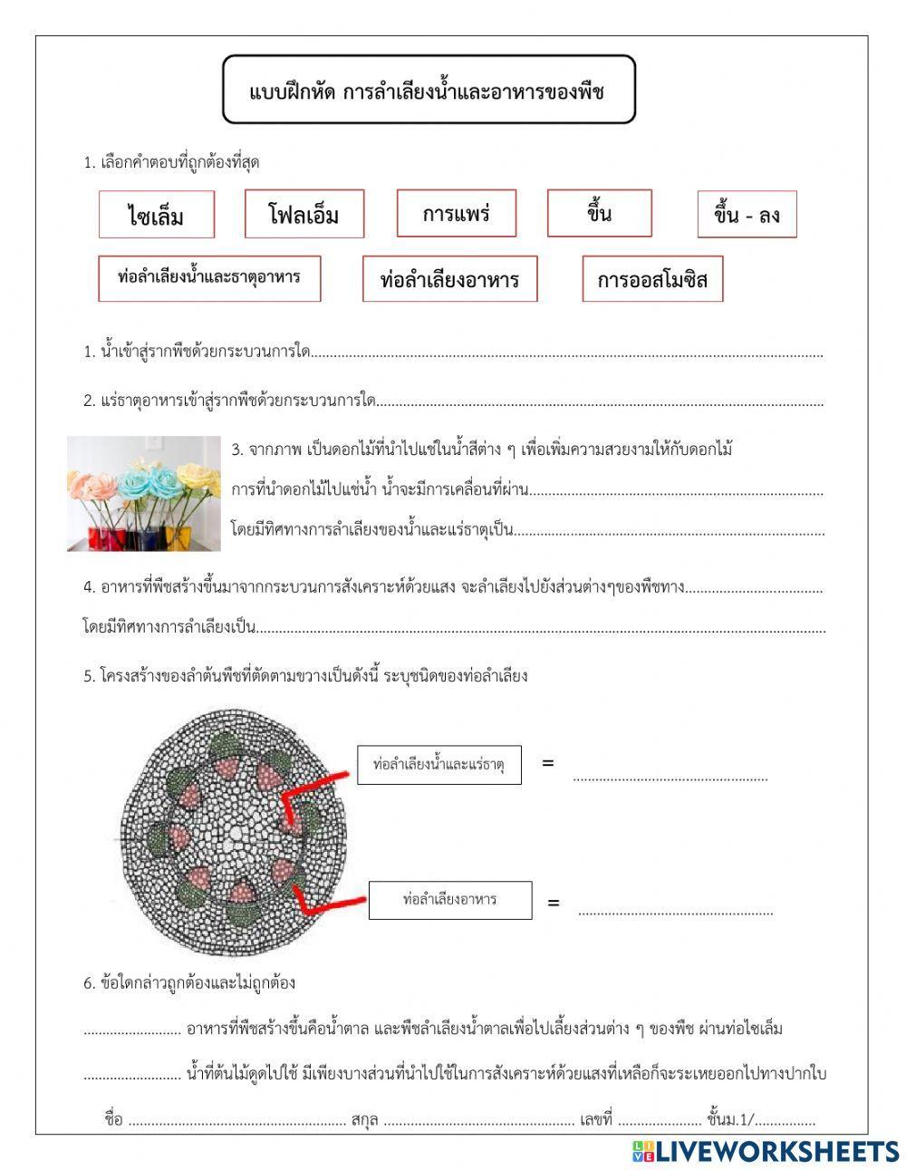 การลำเลียงน้ำ ธาตุอาหารเเละอาหารของพืช