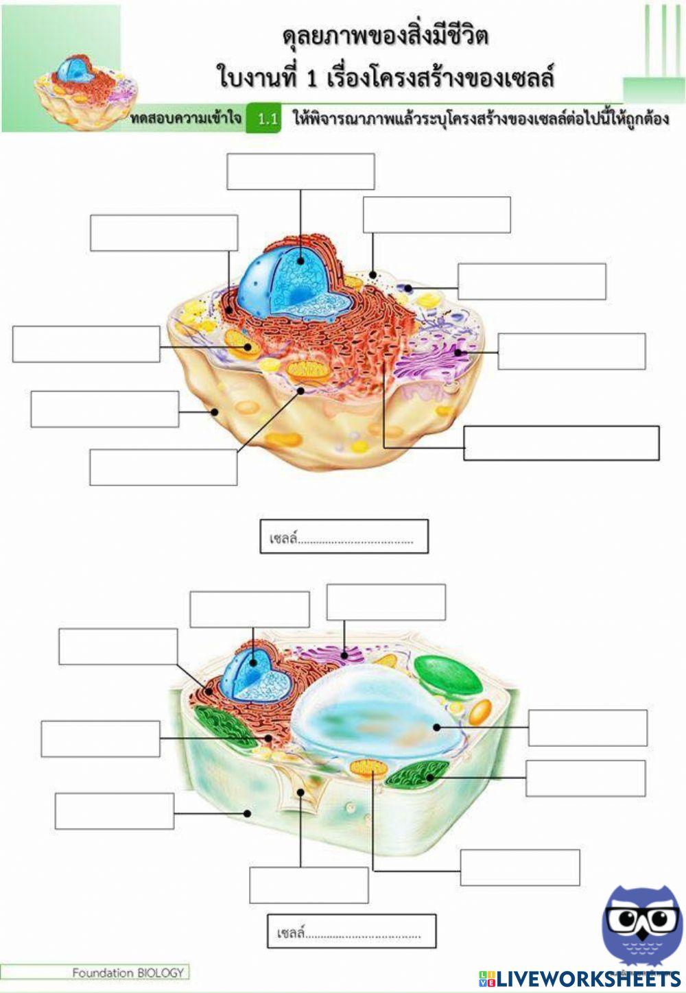 ใบงานโครงสร้างของเซลล์
