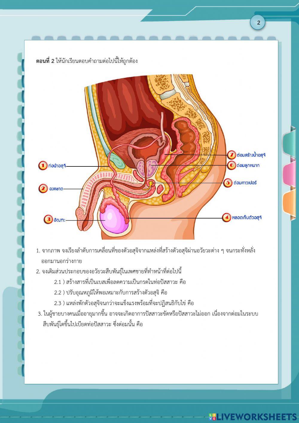 โครงสร้างระบบสืบพันธุ์เพศชาย