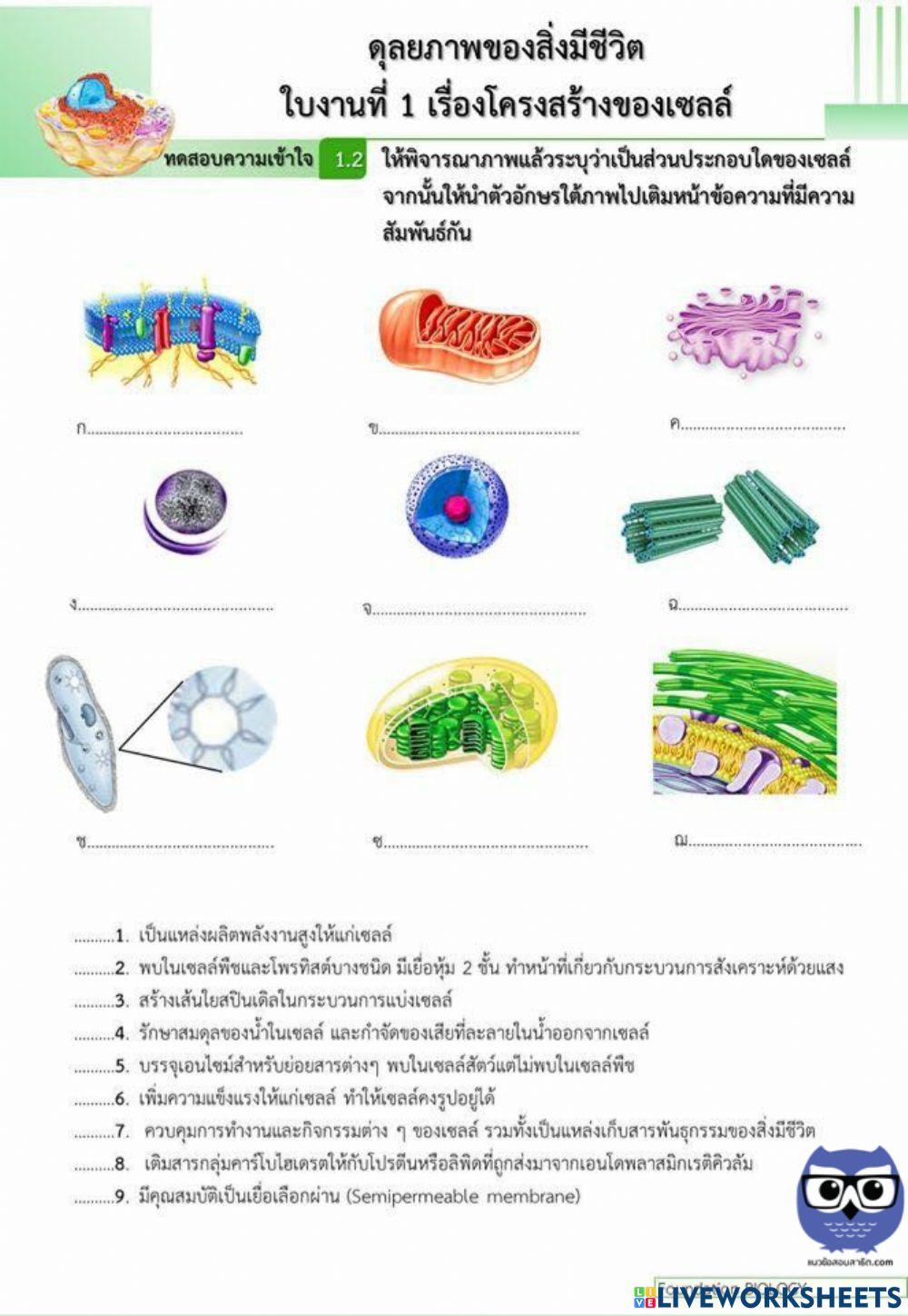 โครงสร้างของเซลล์ 2