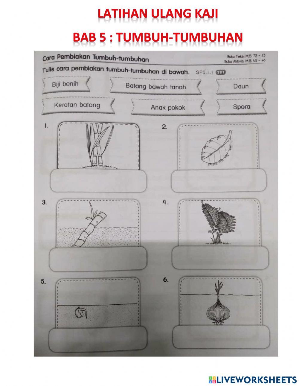Latihan ulang kaji bab 5 - tumbuh-tumbuhan