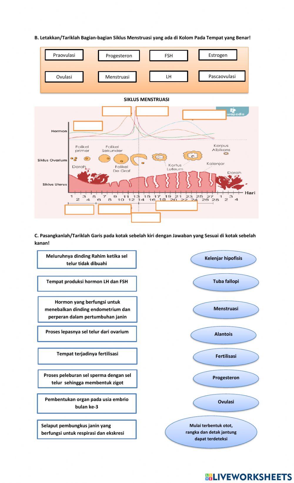 Sistem reproduksi manusia
