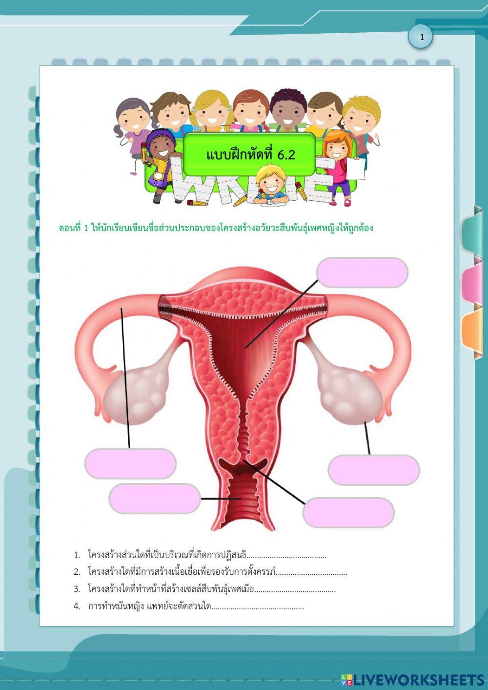 โครงสร้างระบบสืบพันธุ์เพศหญิง