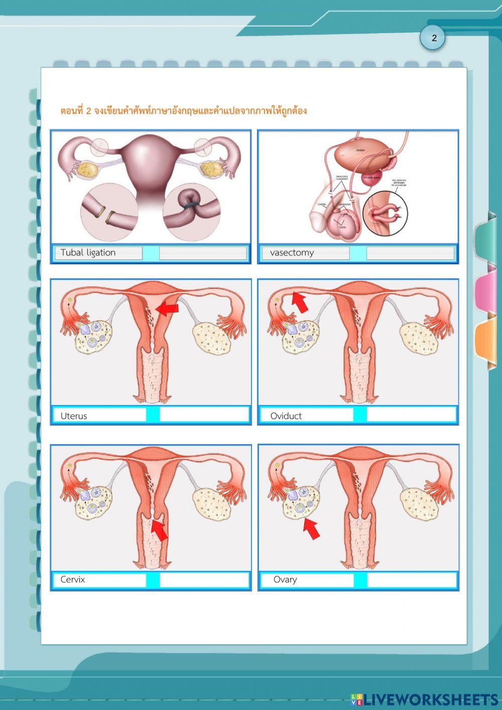 โครงสร้างระบบสืบพันธุ์เพศหญิง