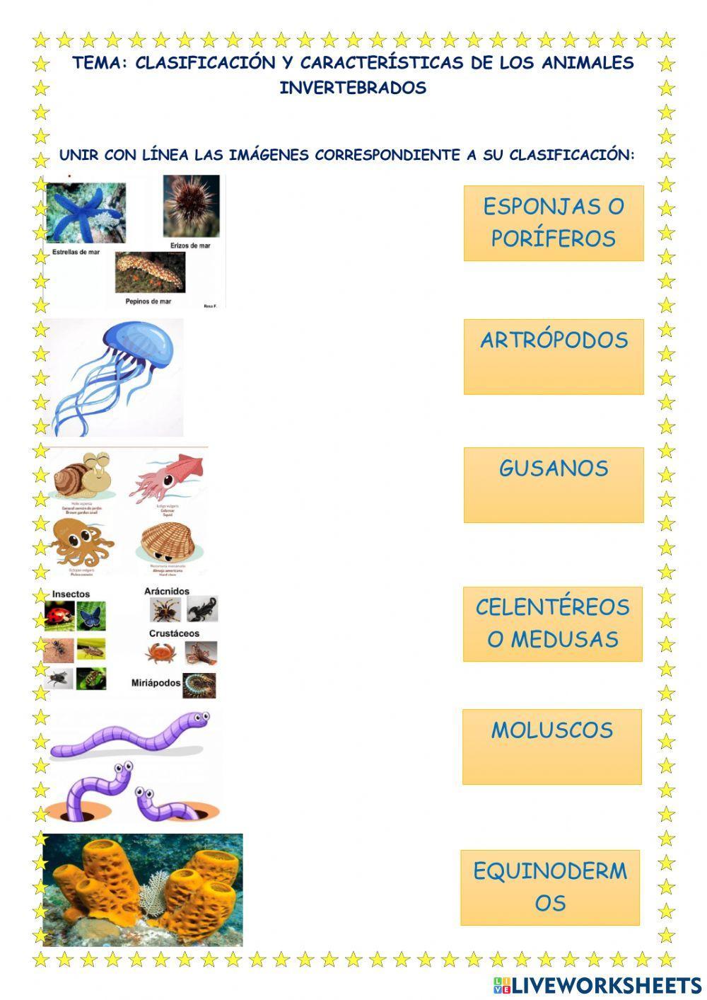 Clasificación y características de los invertebrados