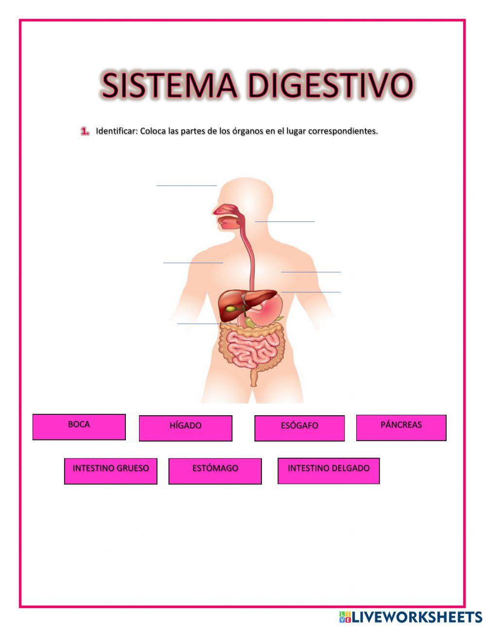 Sistema Digestivo