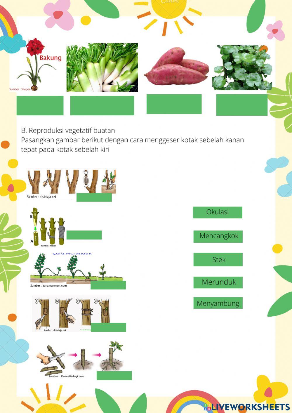Reproduksi Tumbuhan Angiospermae