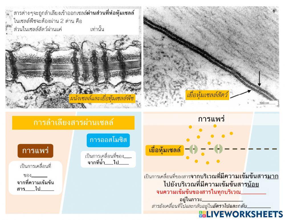 Cellular transport แก้ไข