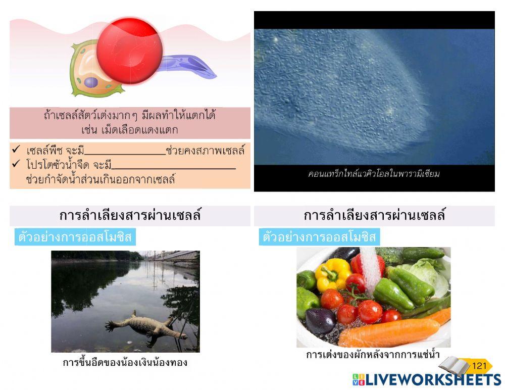 Cellular transport แก้ไข