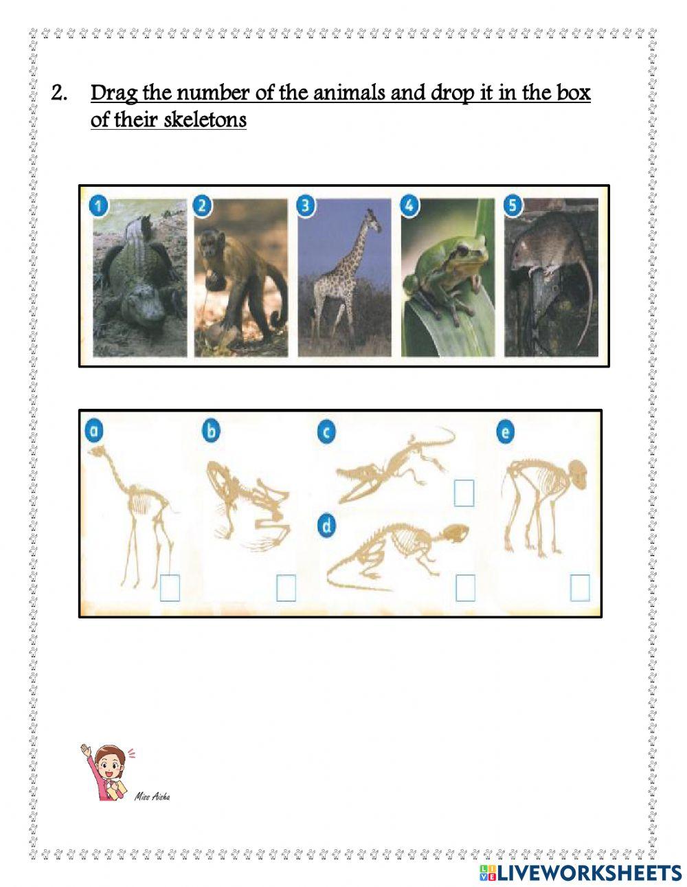 The Skeleton Practice